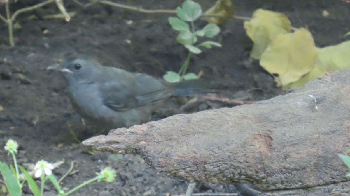 Pájaro Gato Gris - ML620669895