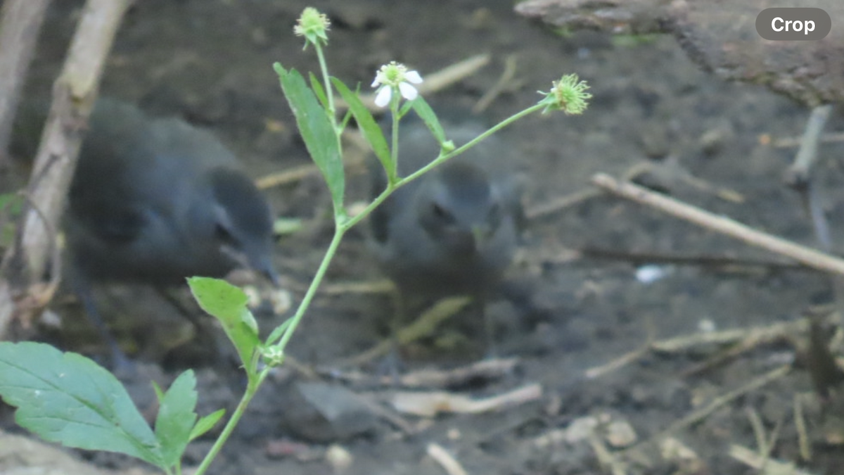 Gray Catbird - aerin tedesco