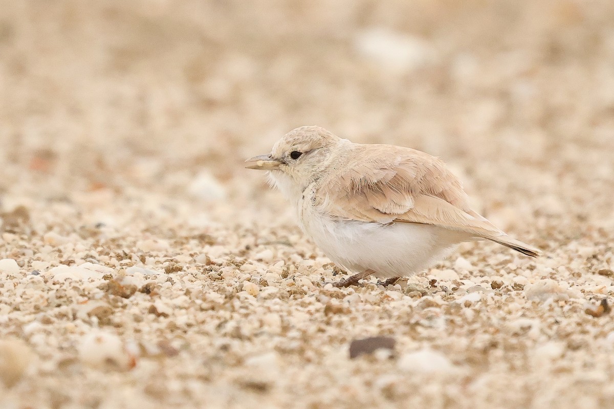 Gray's Lark - Daniel Engelbrecht - Birding Ecotours