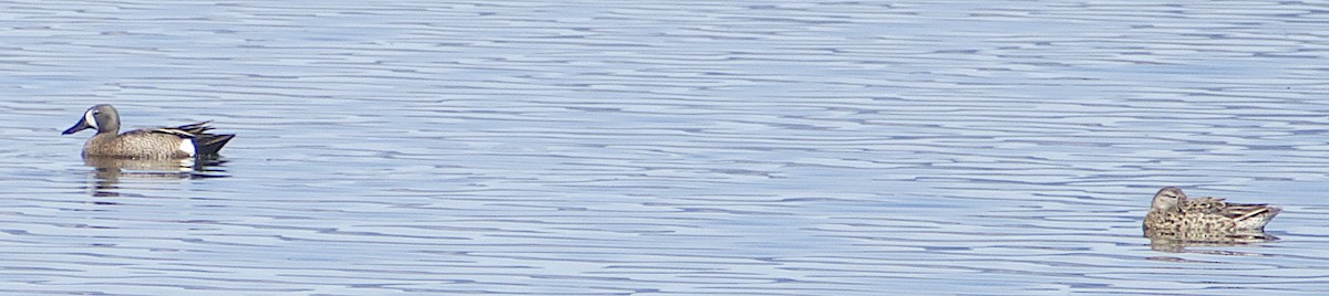 Mavi Kanatlı Ördek - ML620669905