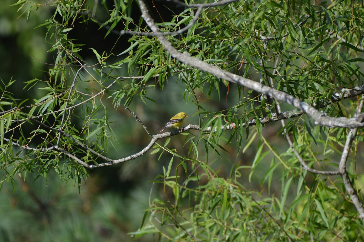 American Goldfinch - ML620669913