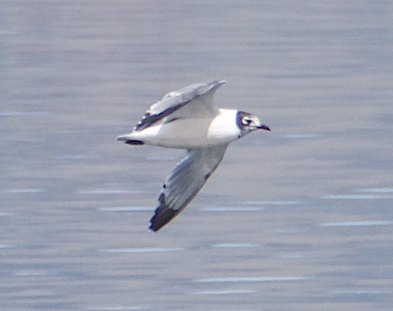 Franklin's Gull - Dave Trochlell