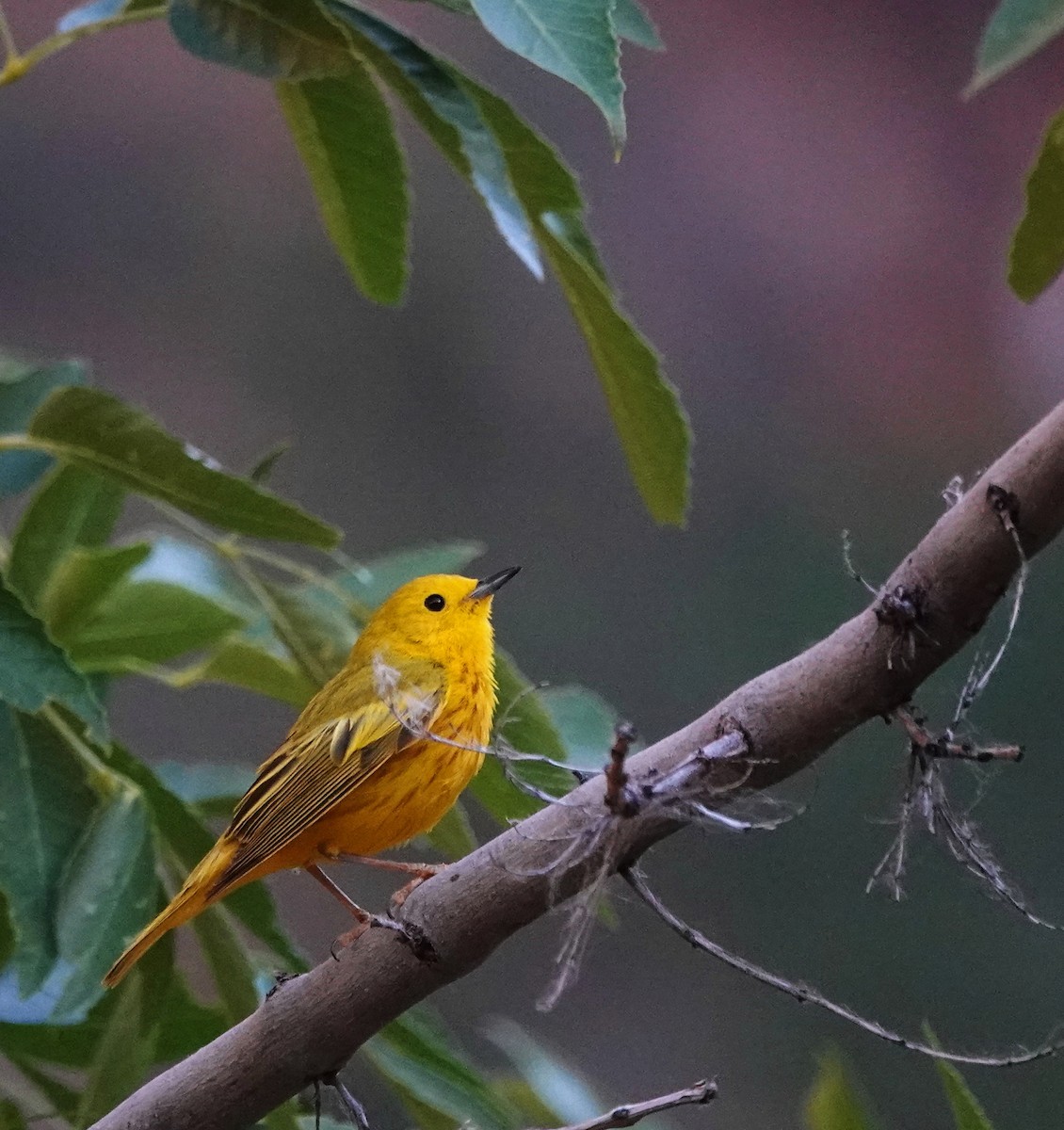 Yellow Warbler - ML620669917