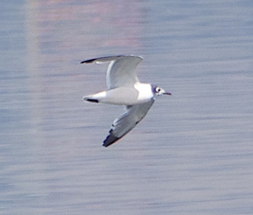 Franklin's Gull - ML620669918