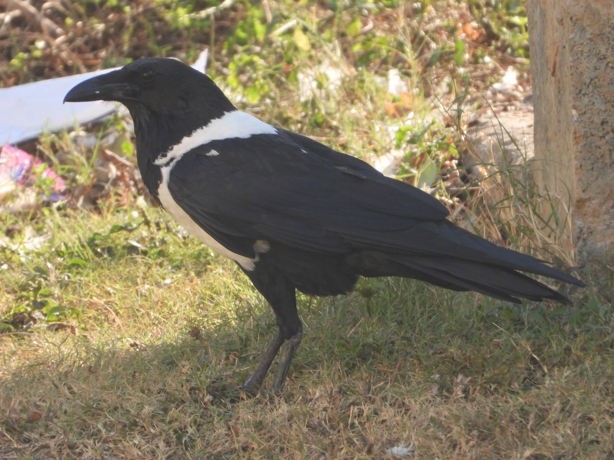 Pied Crow - ML620669920