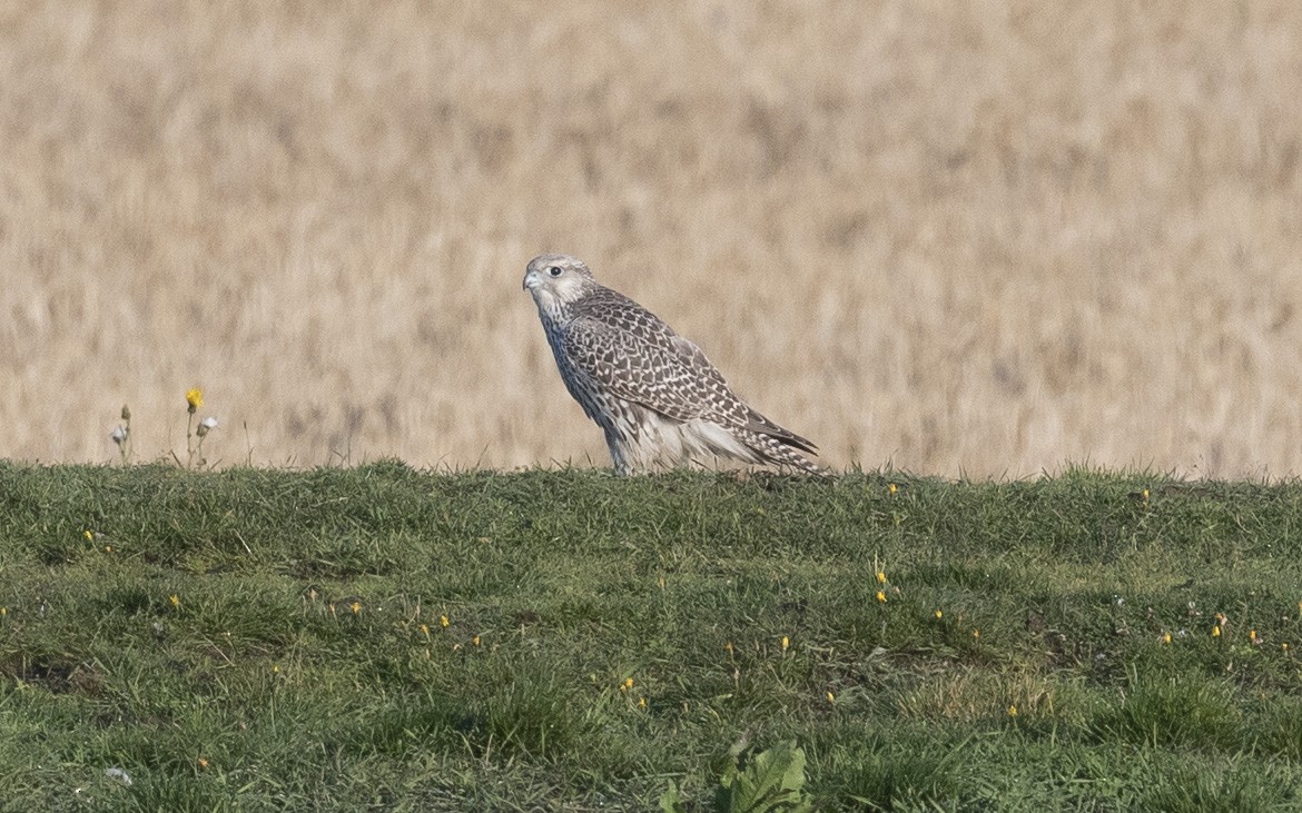 Gyrfalcon - ML620669923