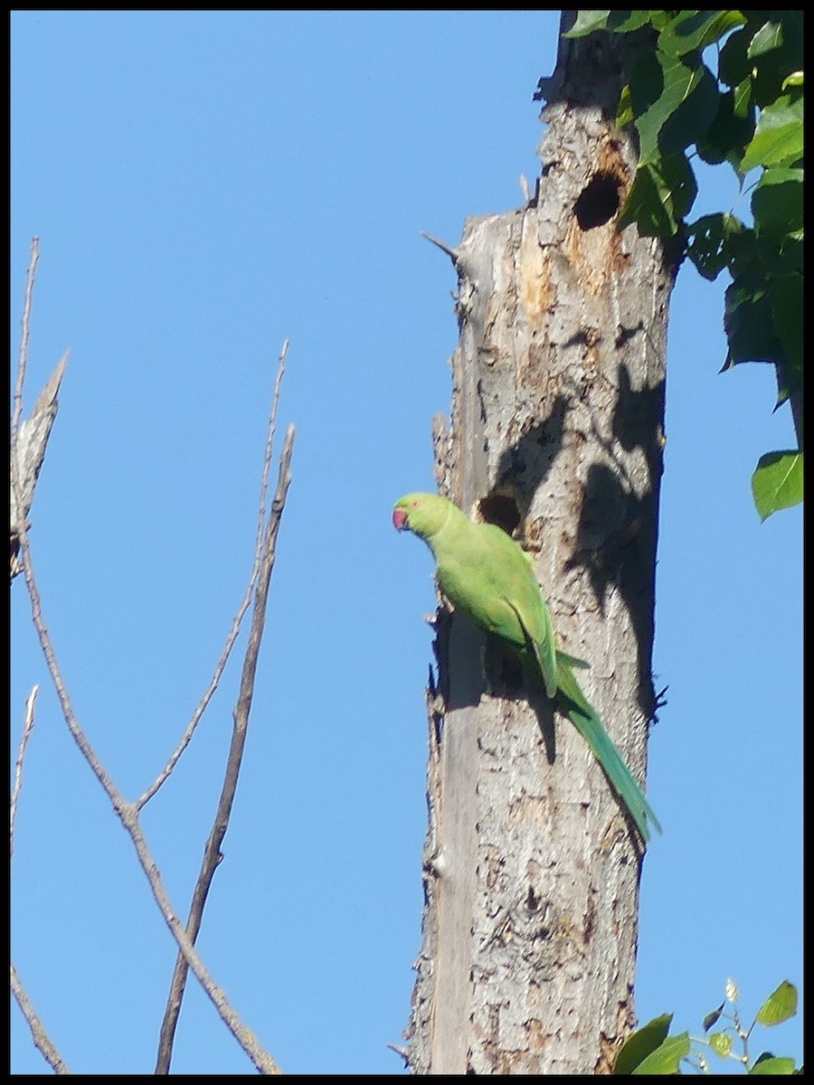 Rose-ringed Parakeet - ML620669924