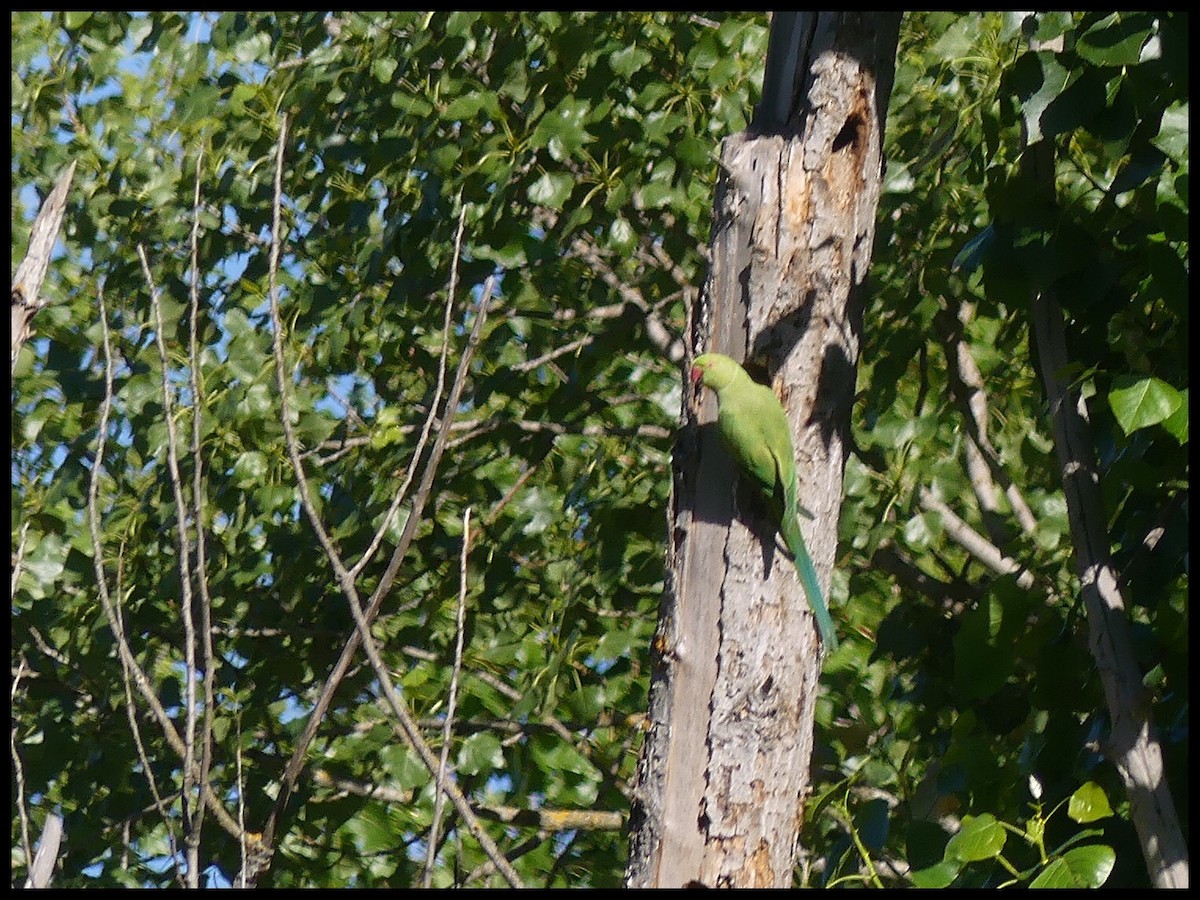 Rose-ringed Parakeet - ML620669925