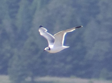 Franklin's Gull - ML620669926