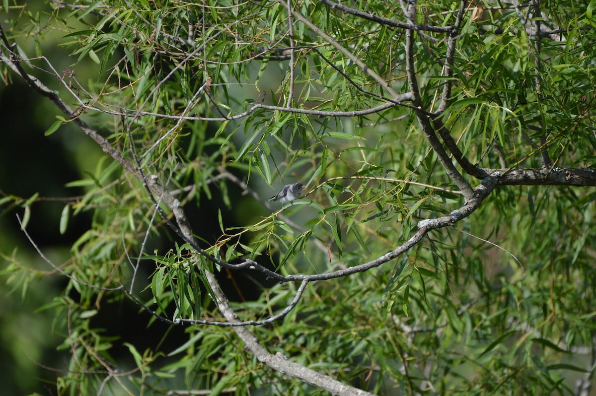 Blue-gray Gnatcatcher - Rebekah Boan