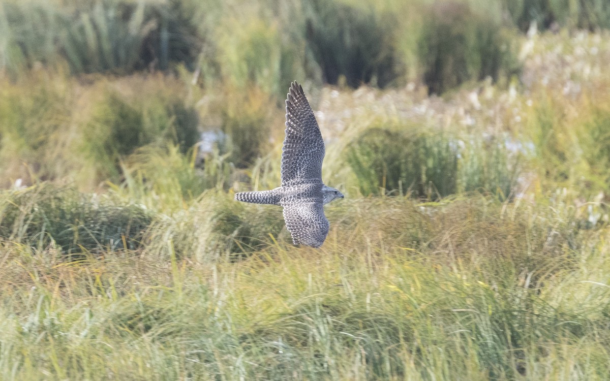 Gyrfalcon - ML620669930