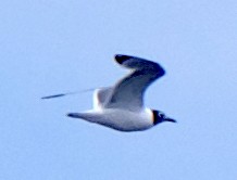 Franklin's Gull - ML620669933