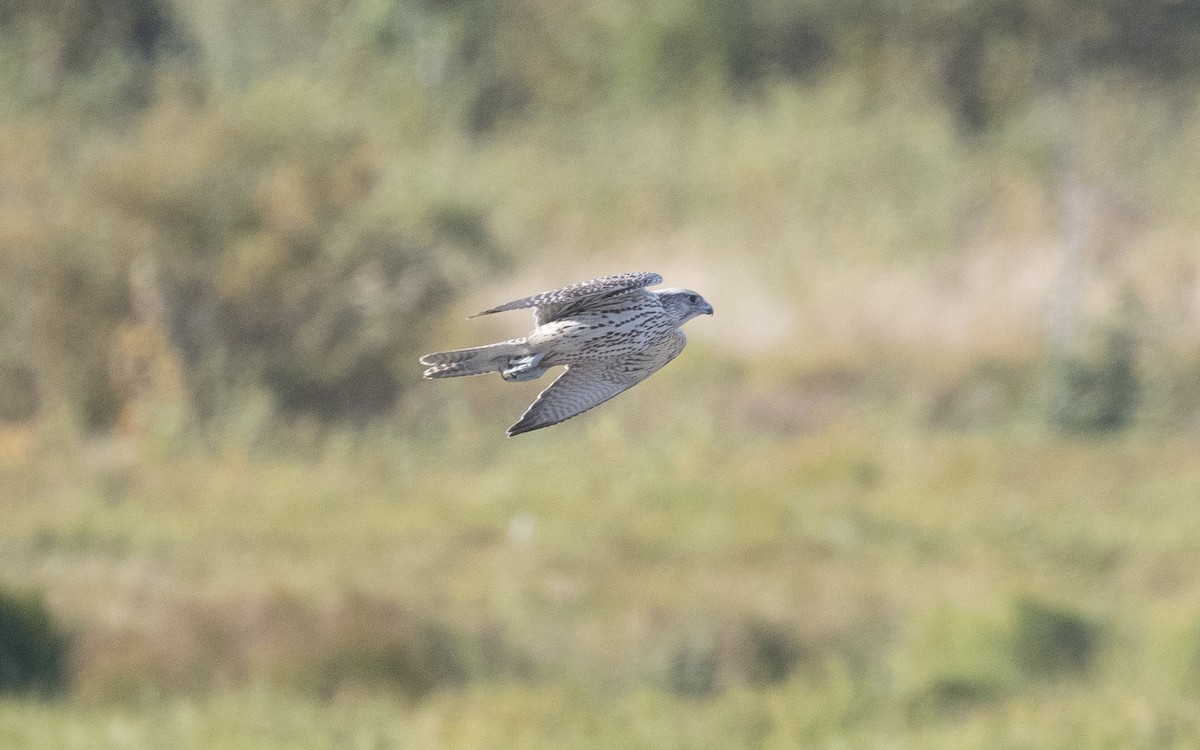 Gyrfalcon - ML620669934