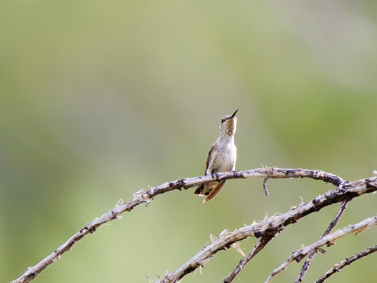 Colibri à gorge noire - ML620669935