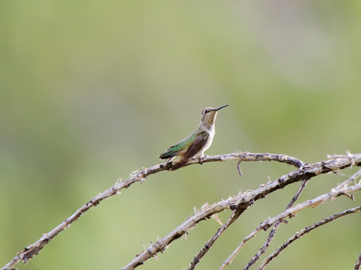 Colibrí Gorjinegro - ML620669936