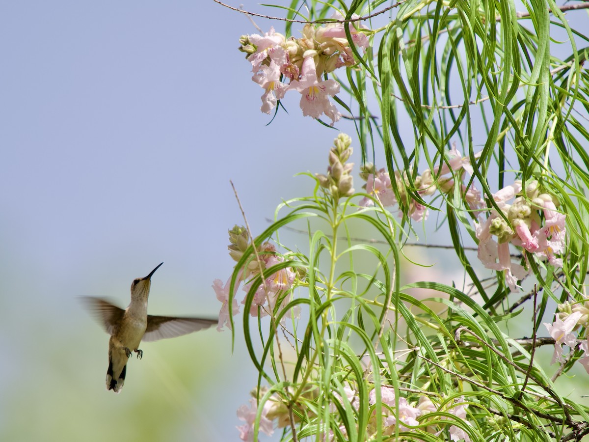 Black-chinned Hummingbird - ML620669937