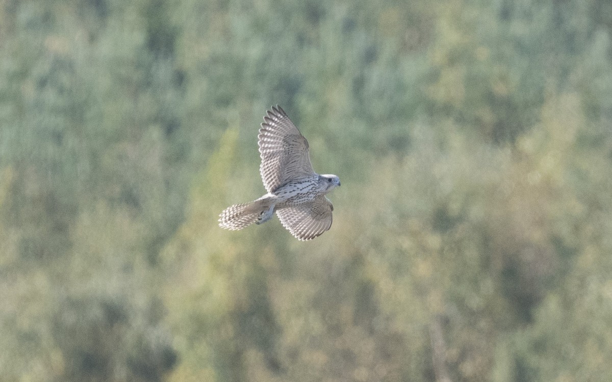 Gyrfalcon - Emmanuel Naudot