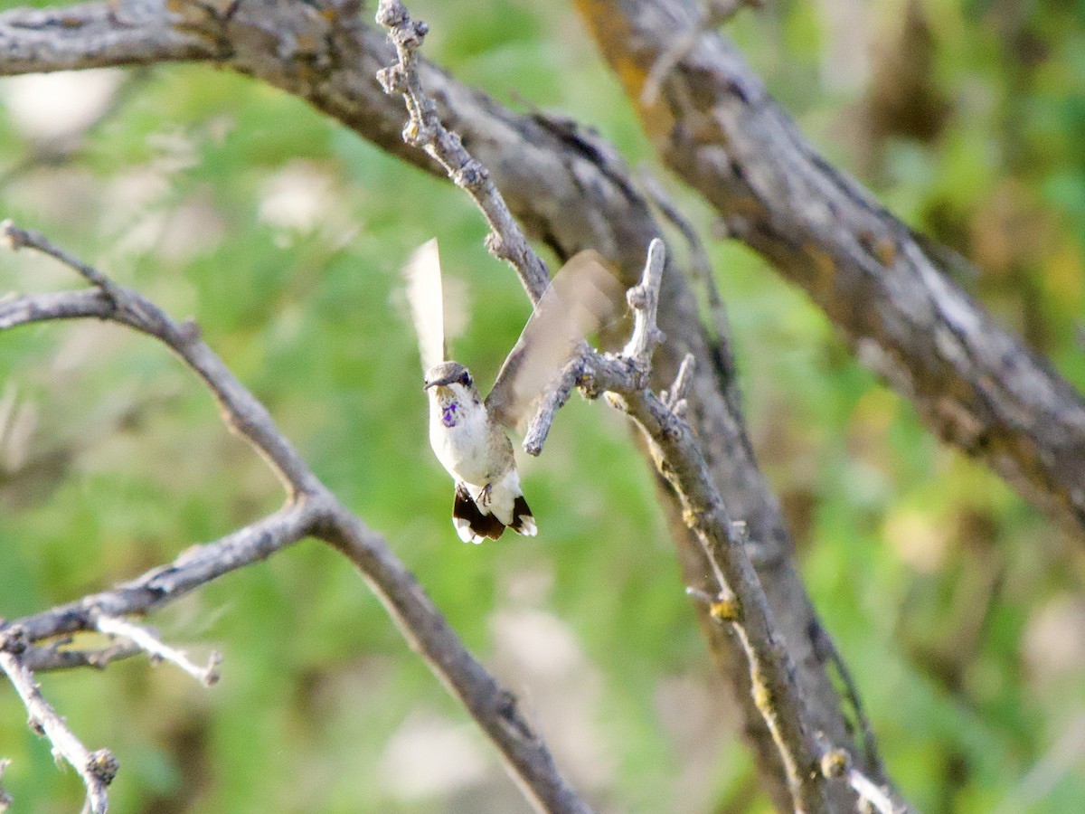 Costa's Hummingbird - ML620669945