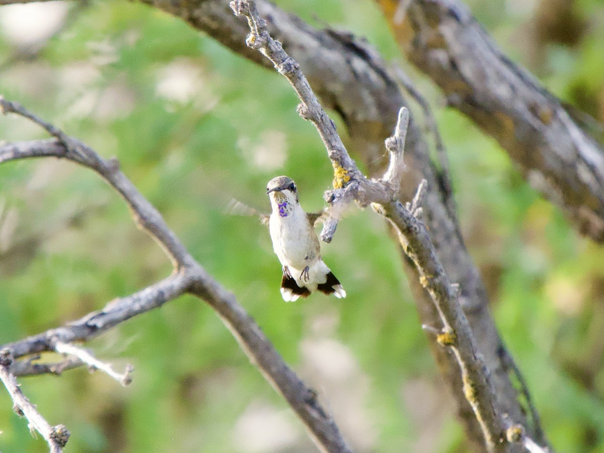 Costa's Hummingbird - ML620669946