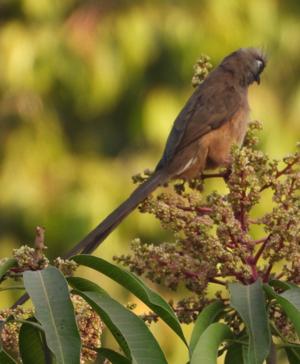 Braunflügel-Mausvogel - ML620669947