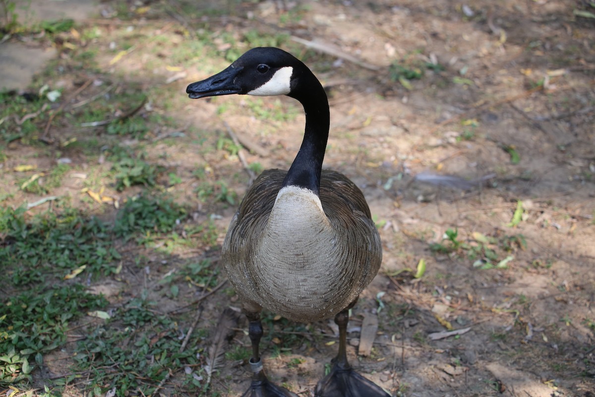 Canada Goose - ML620669950