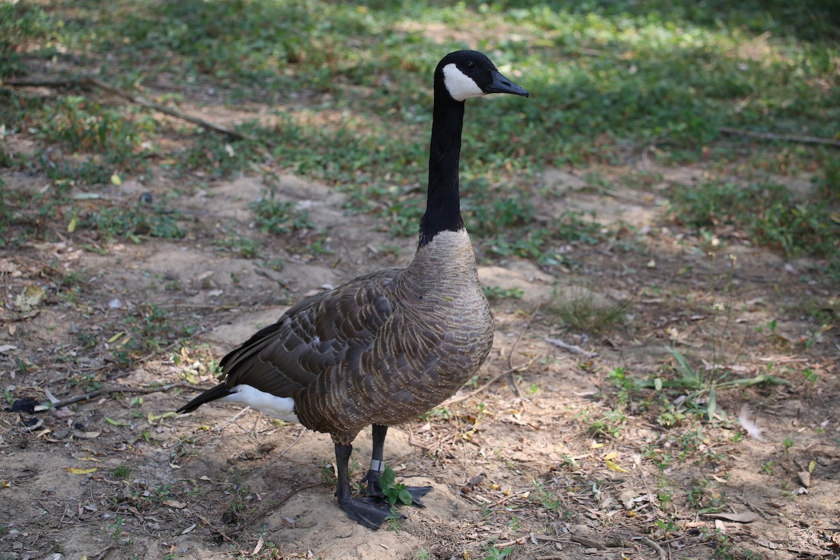 Canada Goose - ML620669951