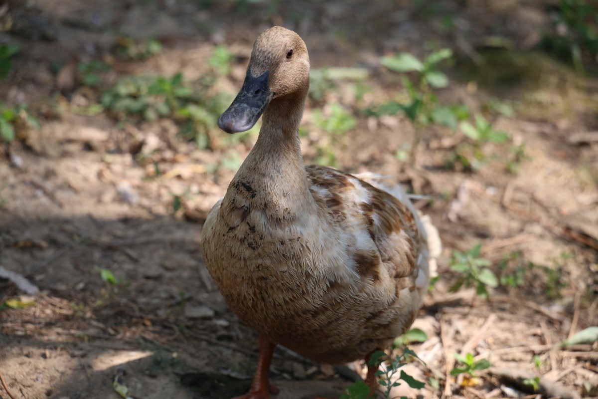 Mallard (Domestic type) - ML620669953