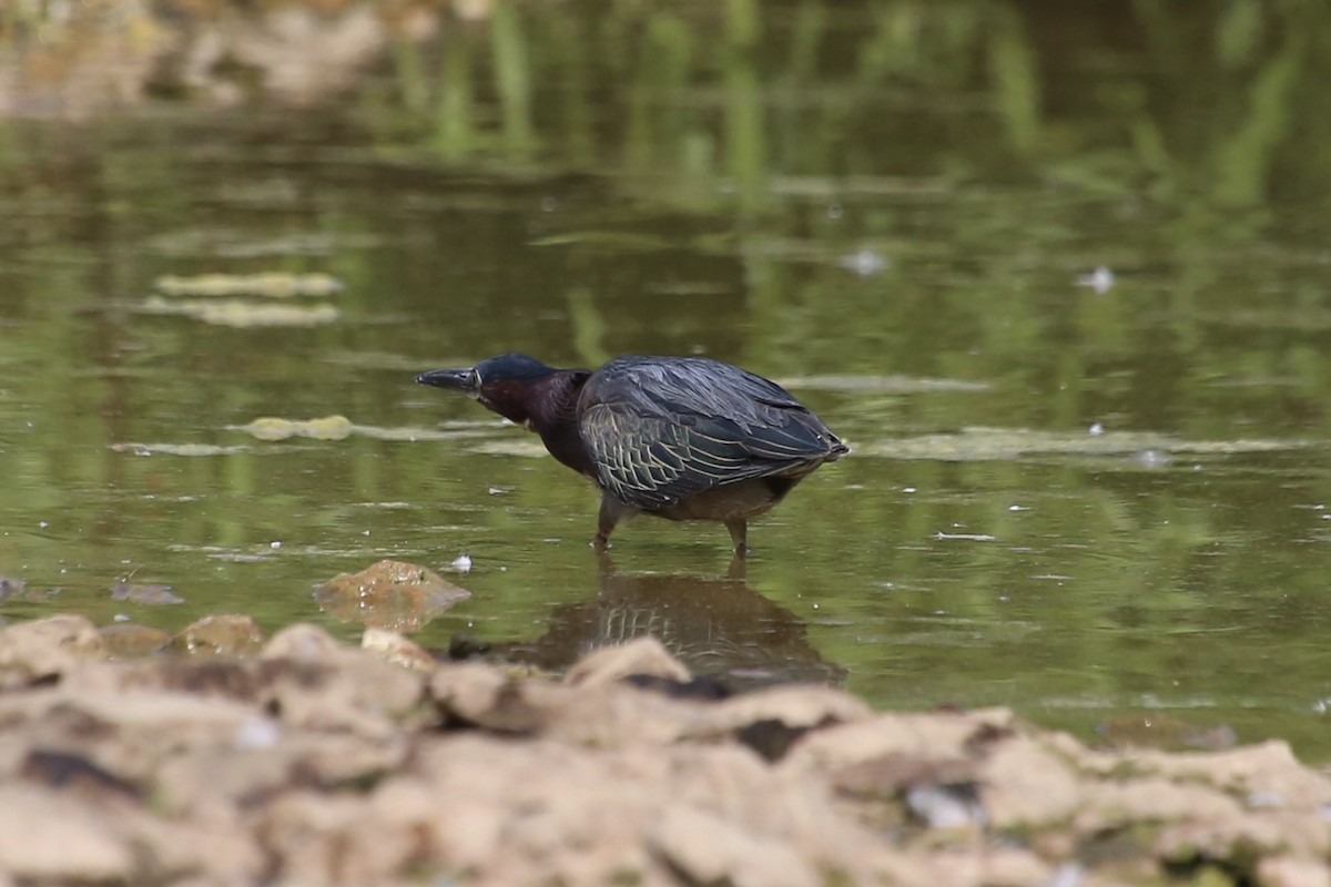 Green Heron - ML620669956