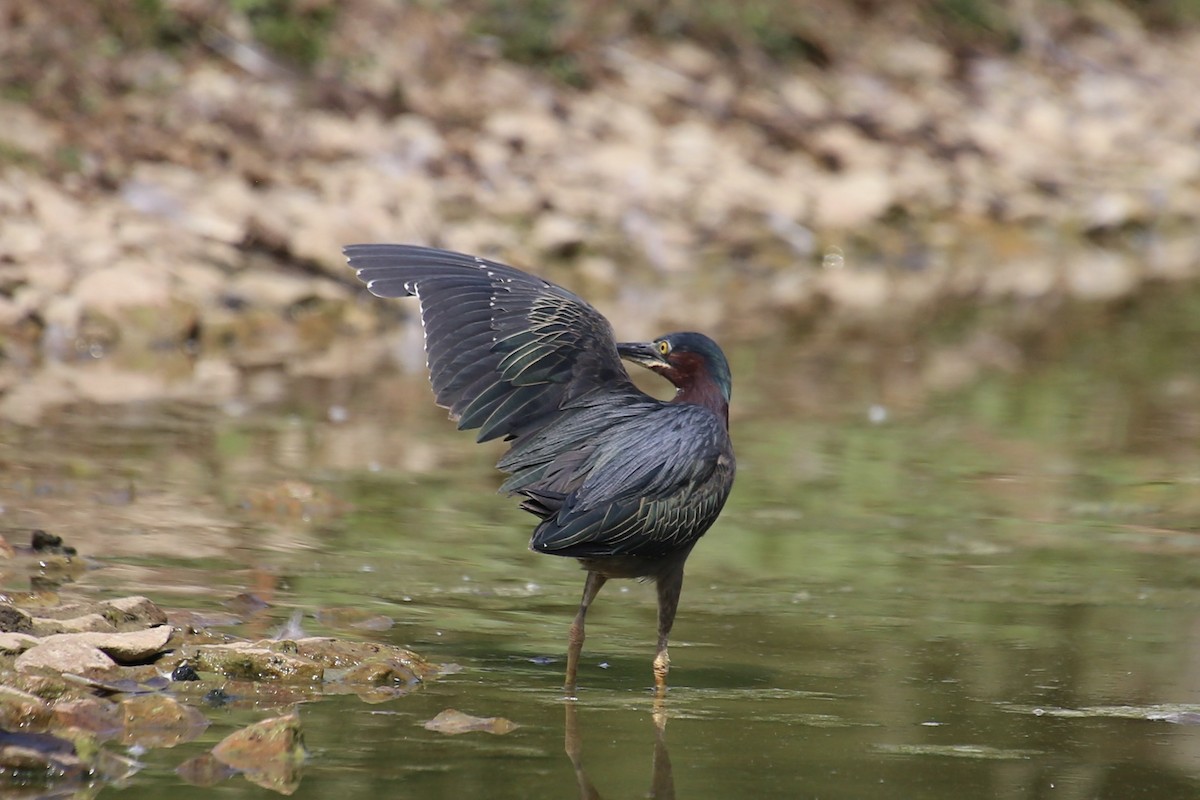 Green Heron - Emma Herald and Haley Boone