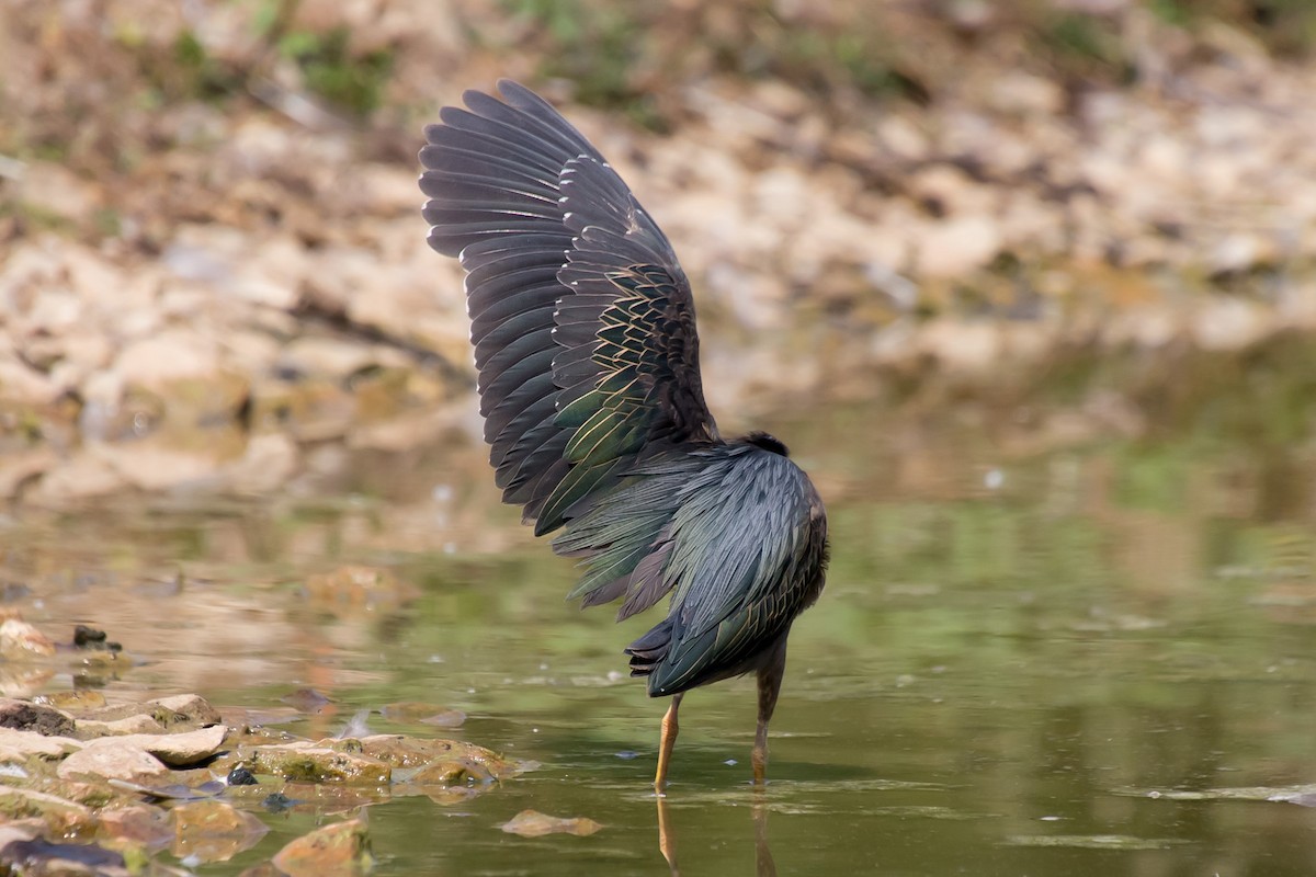 Green Heron - ML620669958