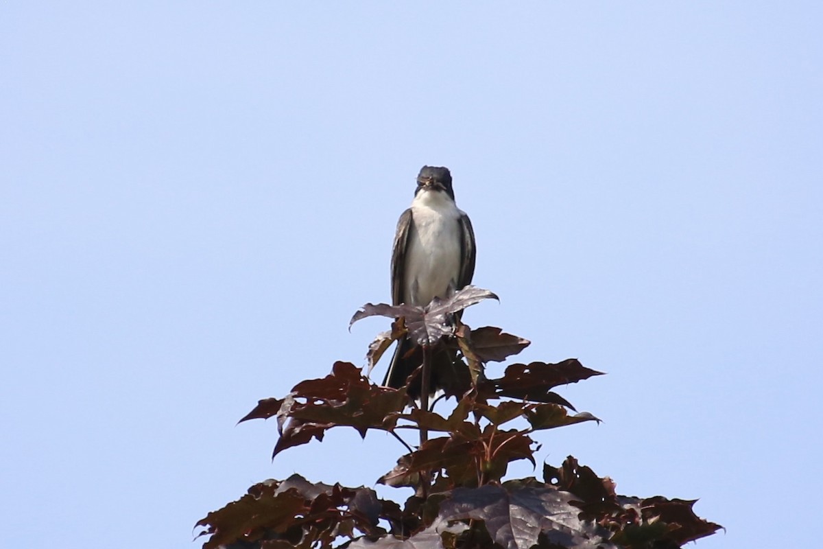 Eastern Kingbird - ML620669960