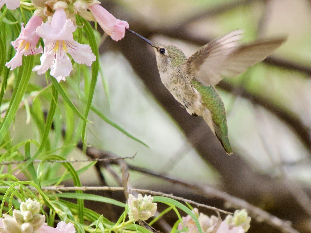 Colibrí de Anna - ML620669961