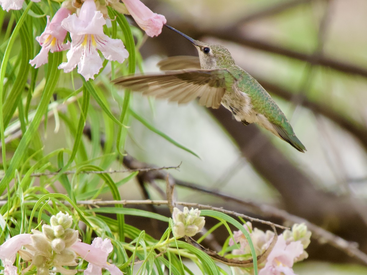 Colibrí de Anna - ML620669962