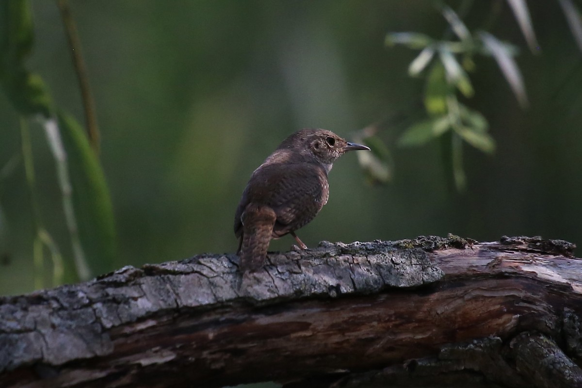 House Wren - ML620669963