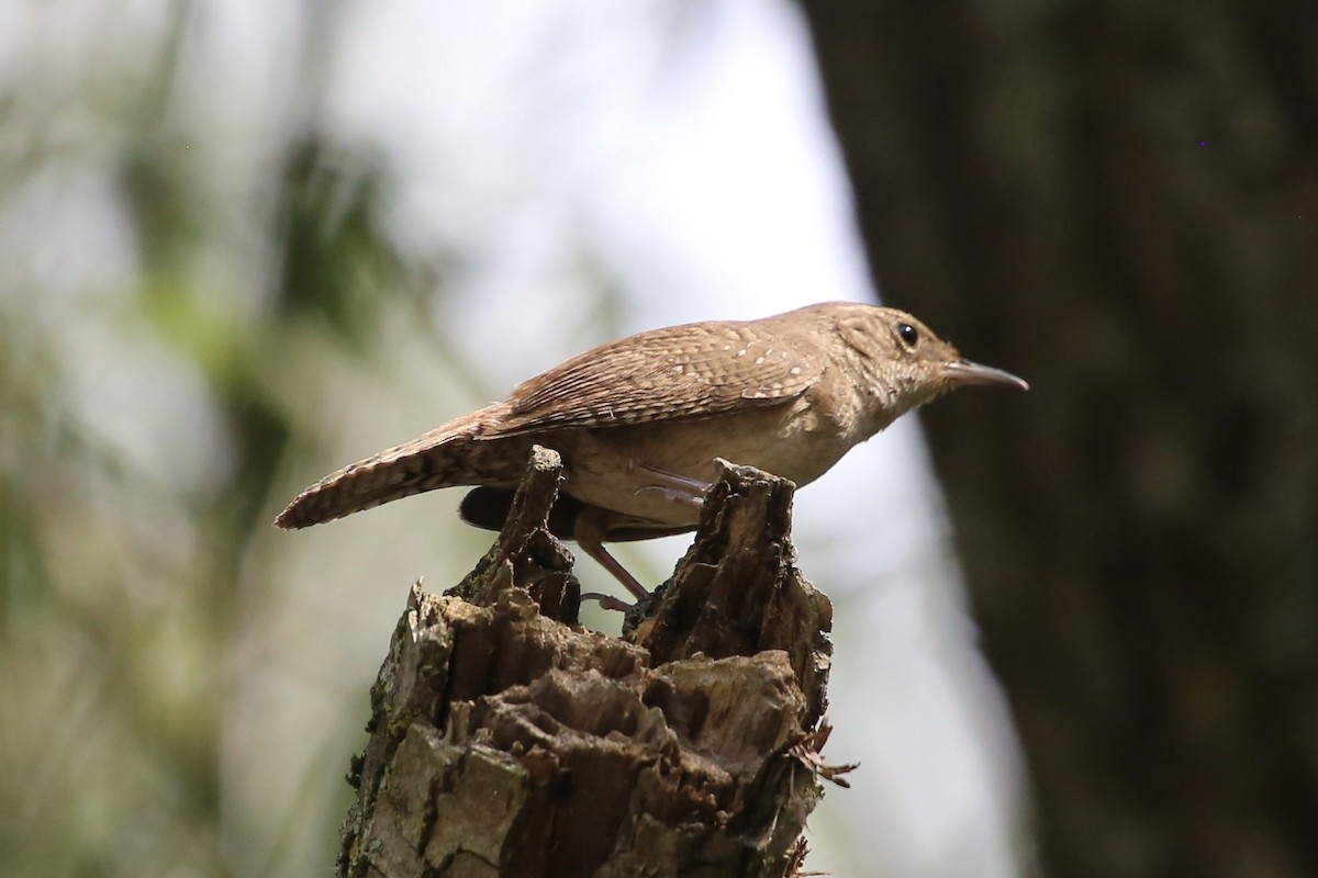 House Wren - ML620669964