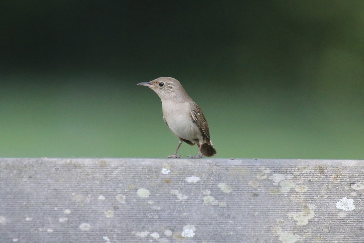 House Wren - ML620669965