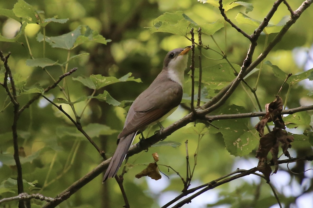 Yellow-billed Cuckoo - ML620669968