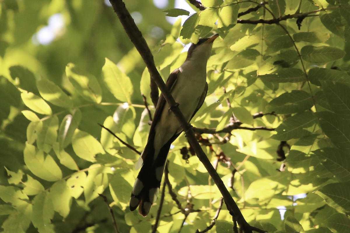 Cuclillo Piquigualdo - ML620669969