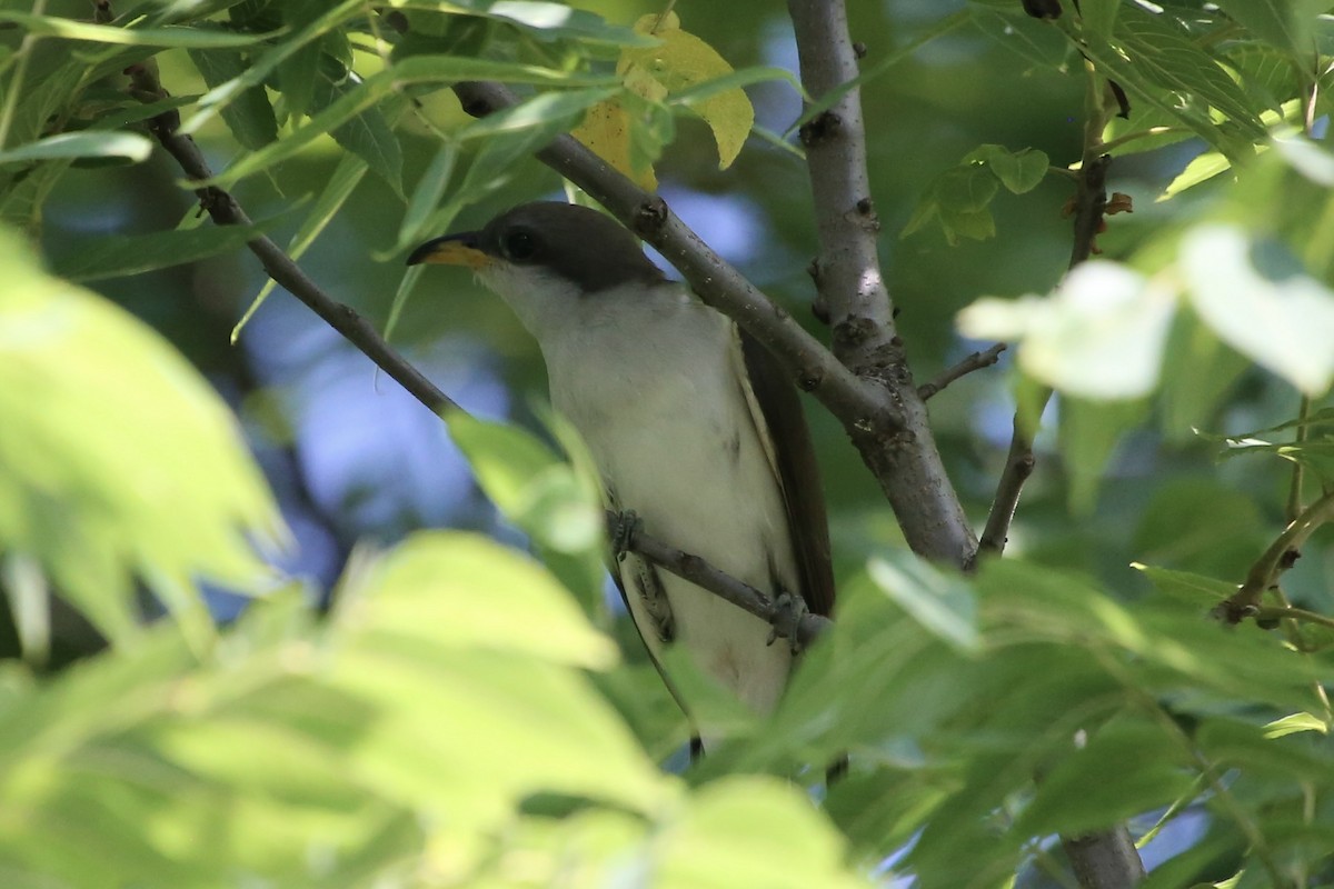 Yellow-billed Cuckoo - ML620669970