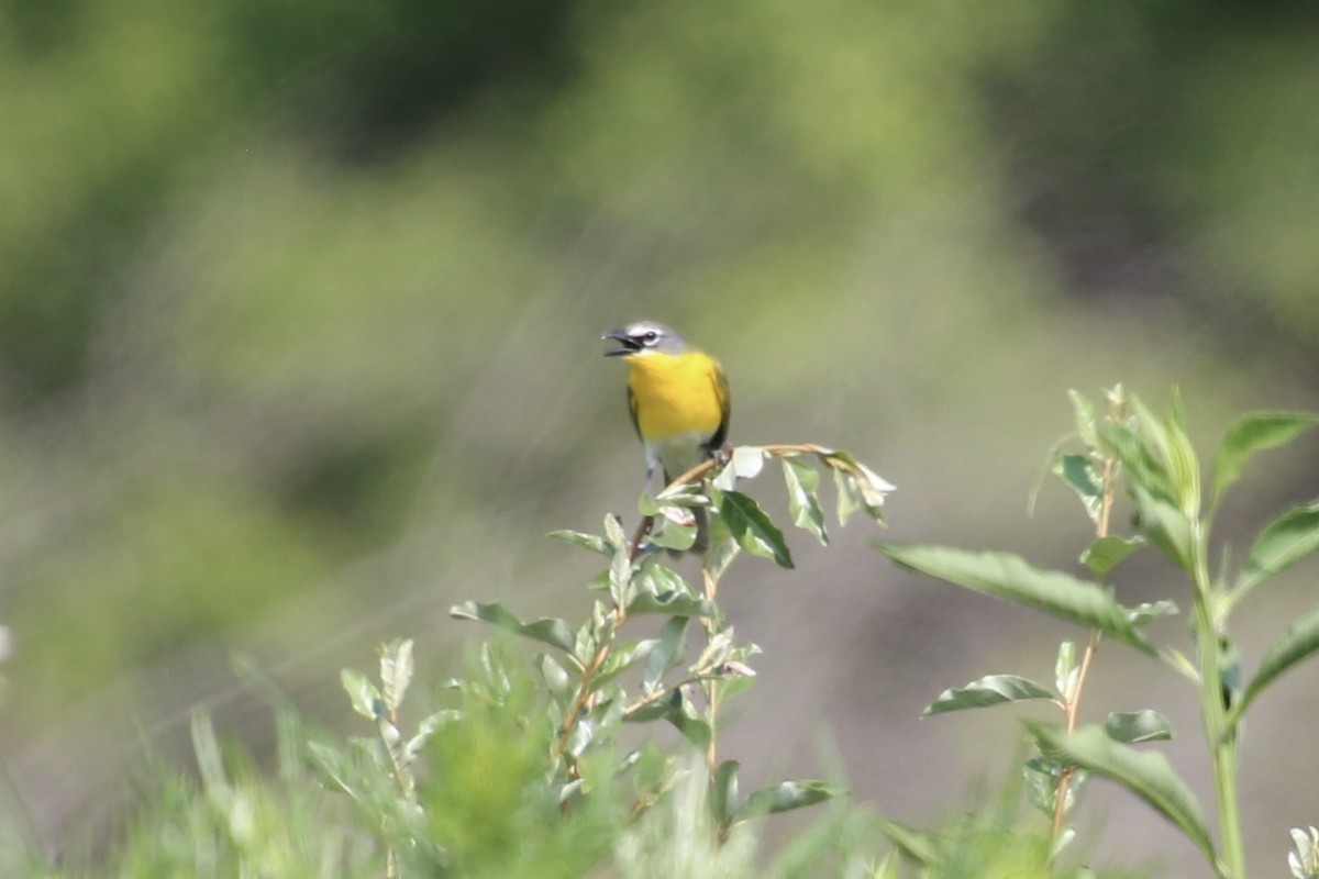 Yellow-breasted Chat - ML620669975