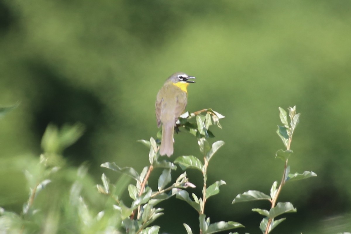 Yellow-breasted Chat - ML620669976