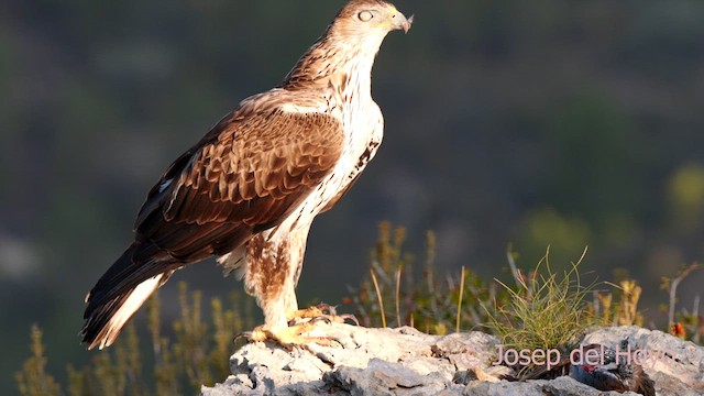 Águila Perdicera - ML620669979