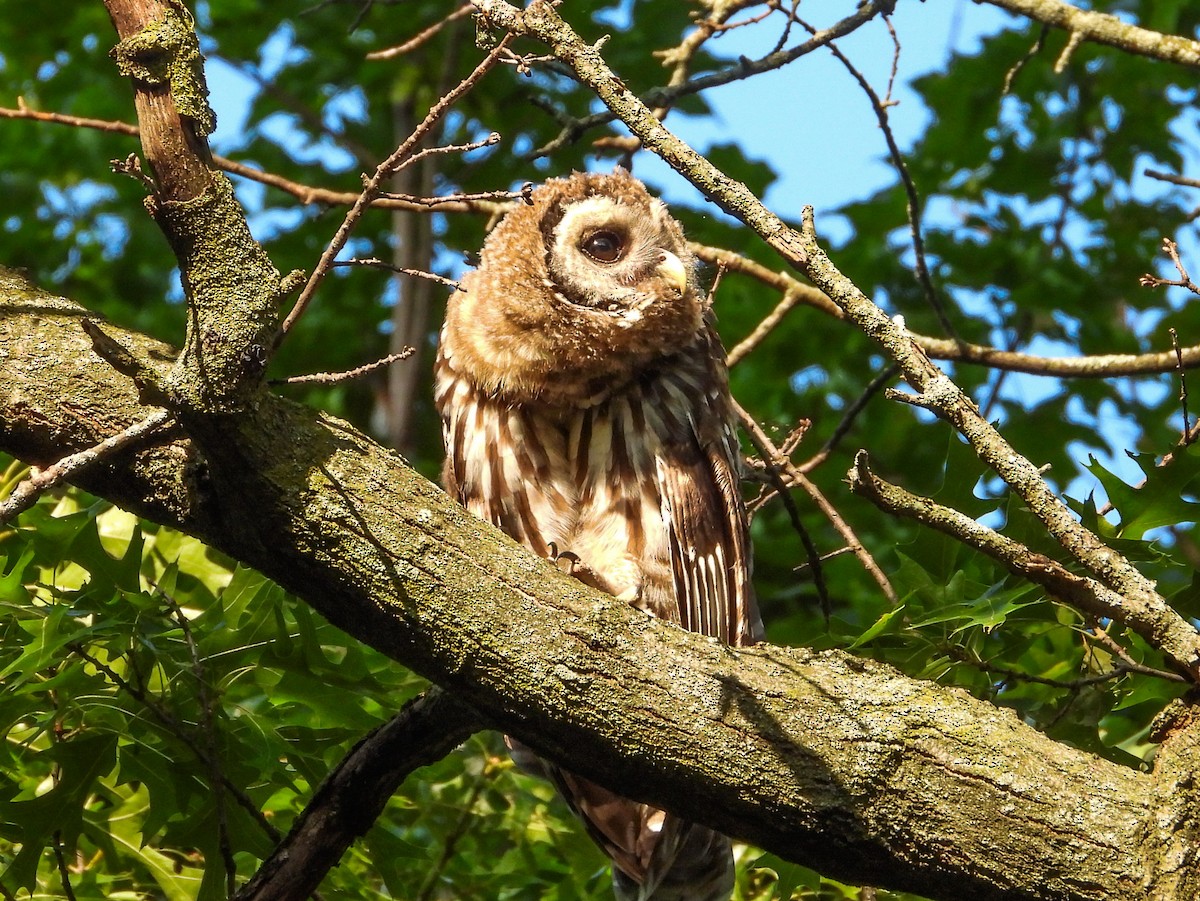 Barred Owl - ML620669980