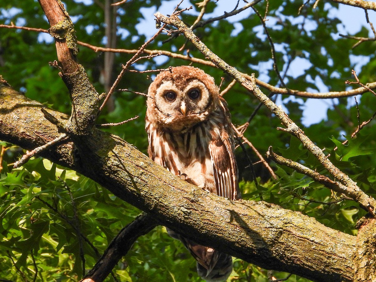 Barred Owl - ML620669981