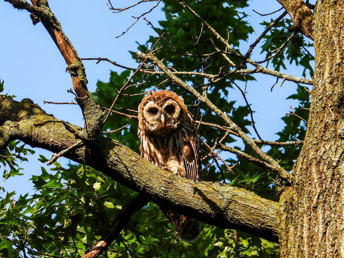 Barred Owl - ML620669988