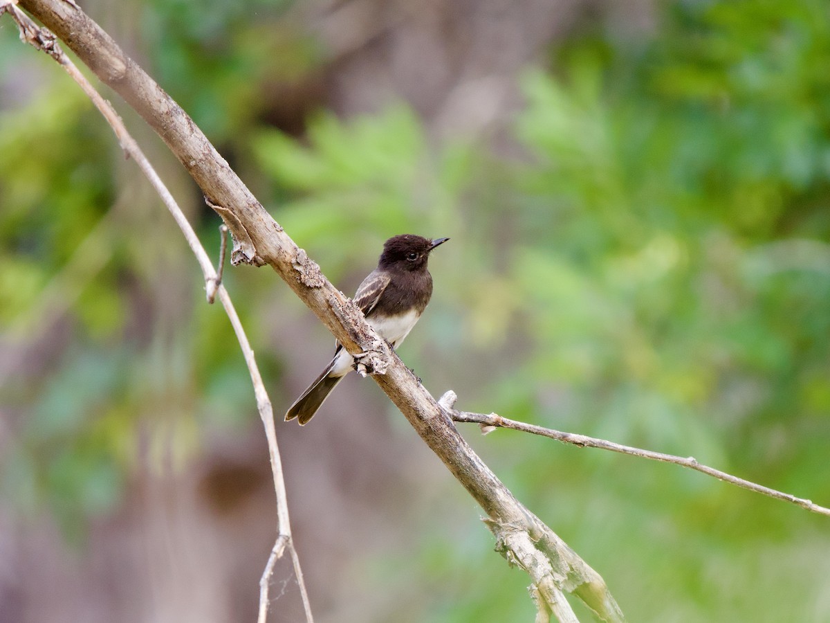 Black Phoebe - ML620669991