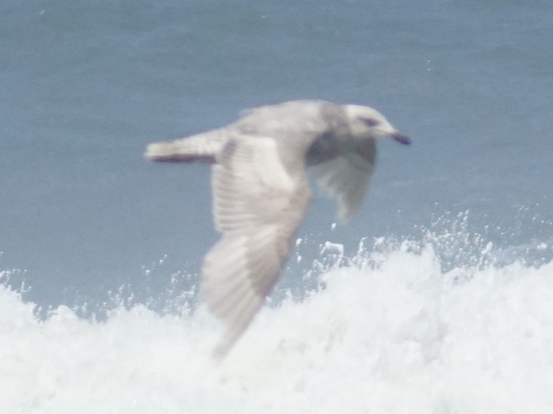 Western/Glaucous-winged Gull - ML620669998