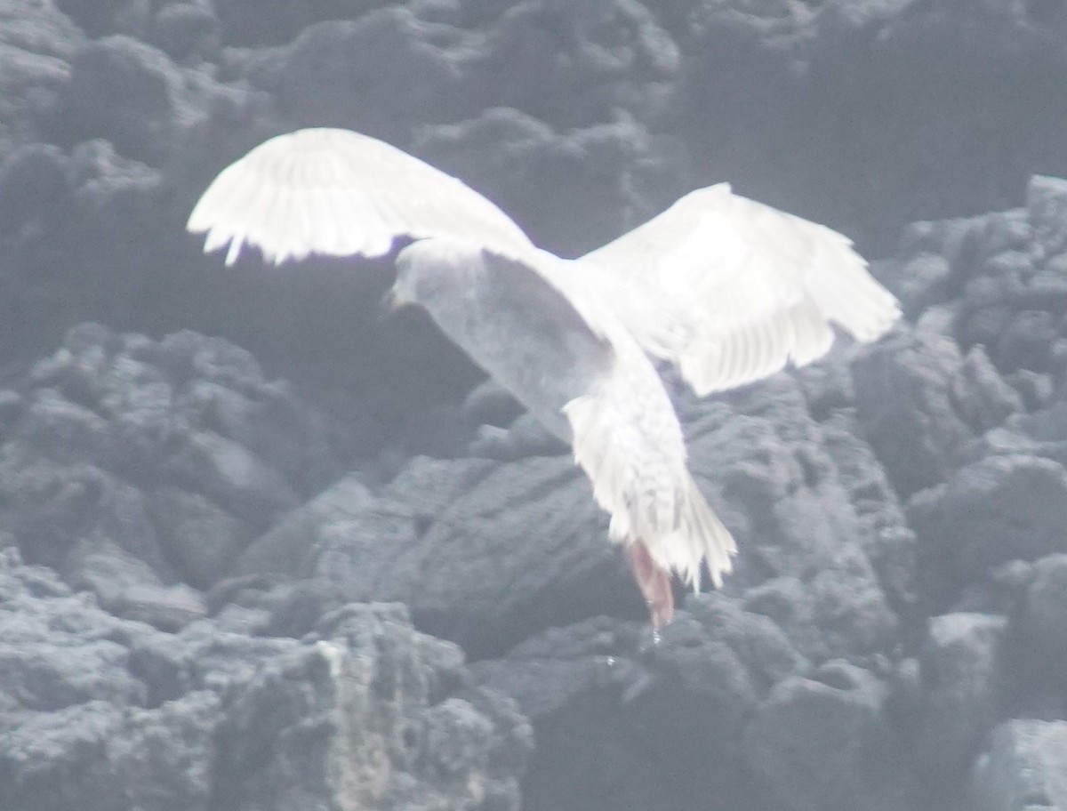 Western/Glaucous-winged Gull - ML620669999