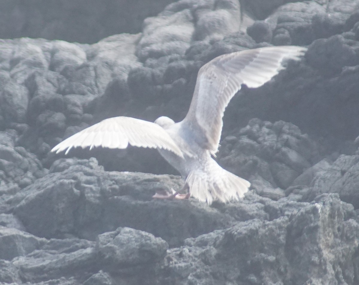 Western/Glaucous-winged Gull - ML620670000