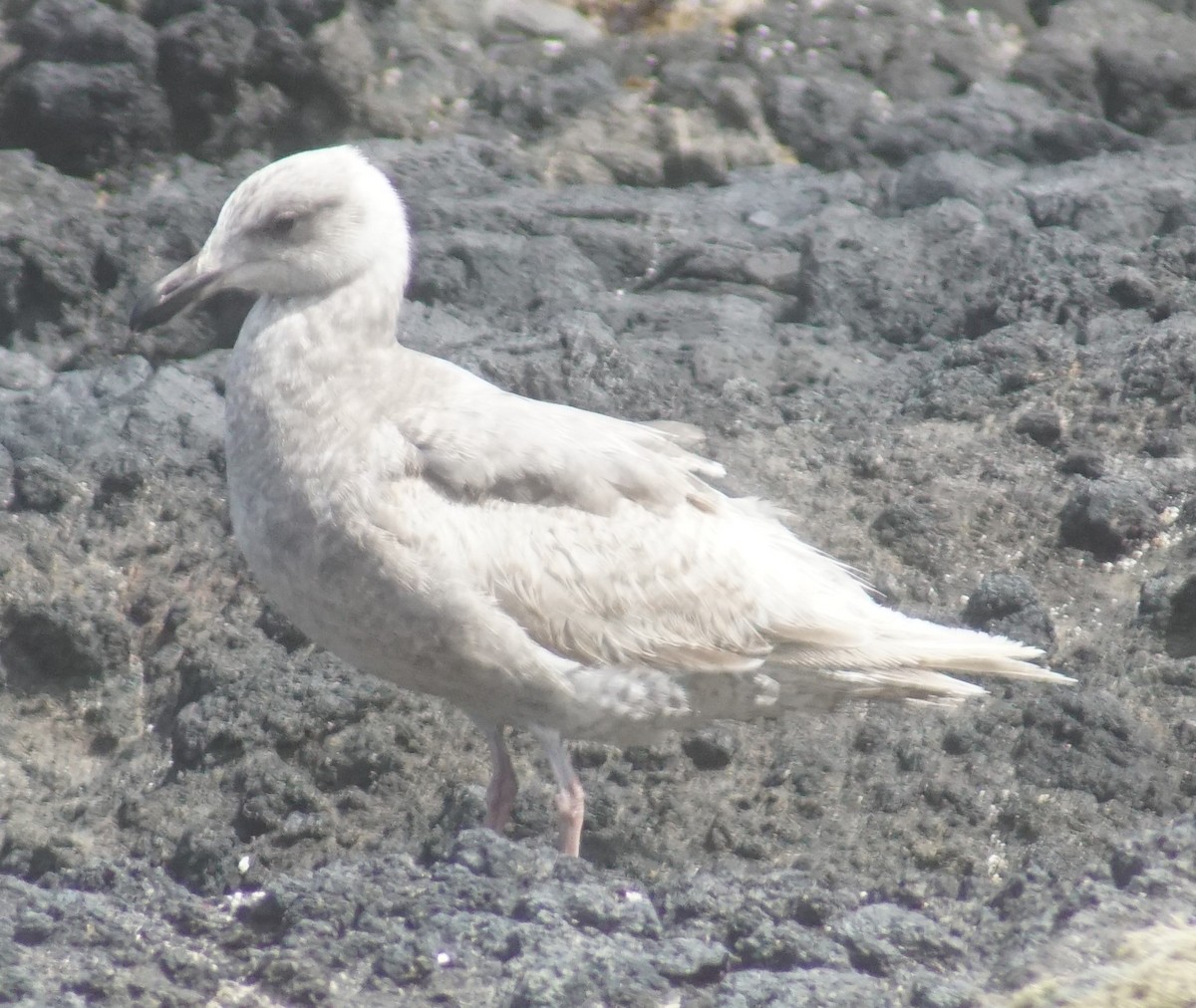 Goéland d'Audubon ou G. à ailes grises - ML620670001